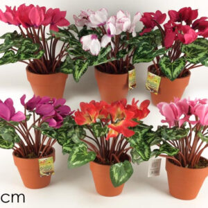 PLANTS ASSORTED 312381