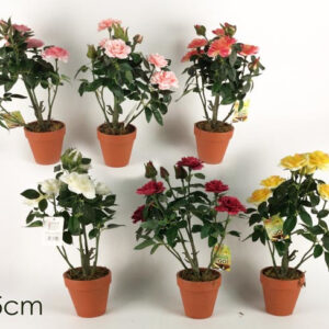 ROSE PLANTS 312268