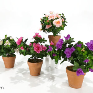 PLANT WITH POT 312404