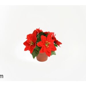 CHRISTMAS FLOWER PLANT 560293